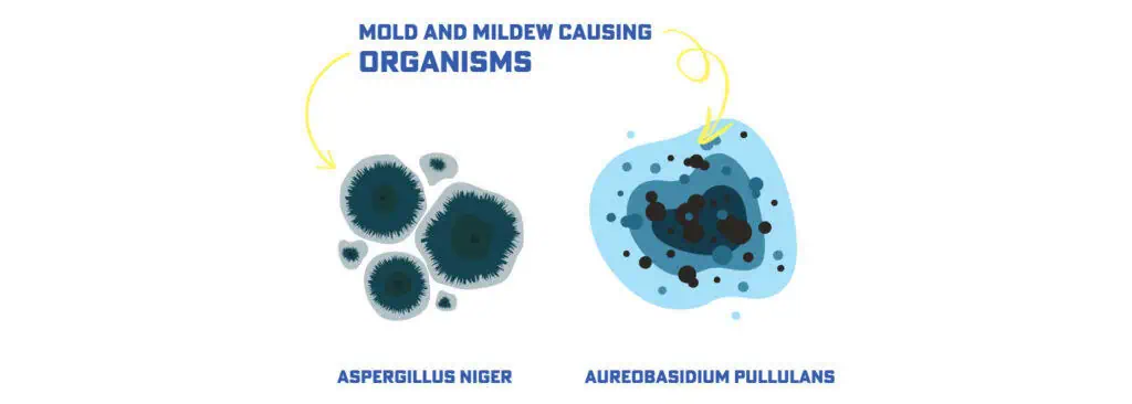 organisms2-1024x366 A picture of some different types of organisms.